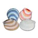 Shell_Group_Shadow.webp