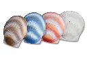 Shell_Line_Shadow.webp