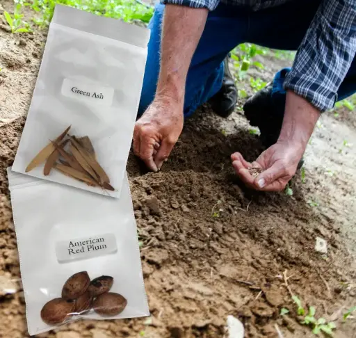 [SP-AC] Seed Pack (American Cranberry Seeds Zones 2-6 (8-10 seeds per pack))