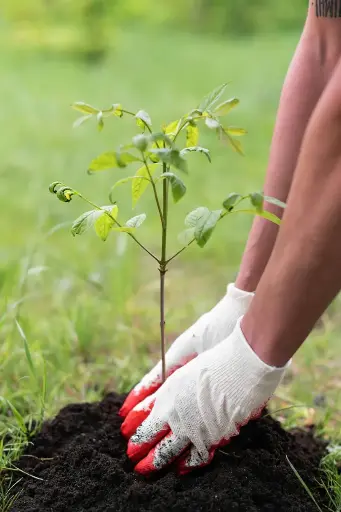 [MT-ASG] Tree Sapling (American Sweetgum)